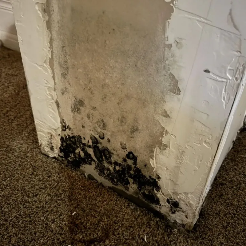 Professional Mold Removal in Luna Pier, MI